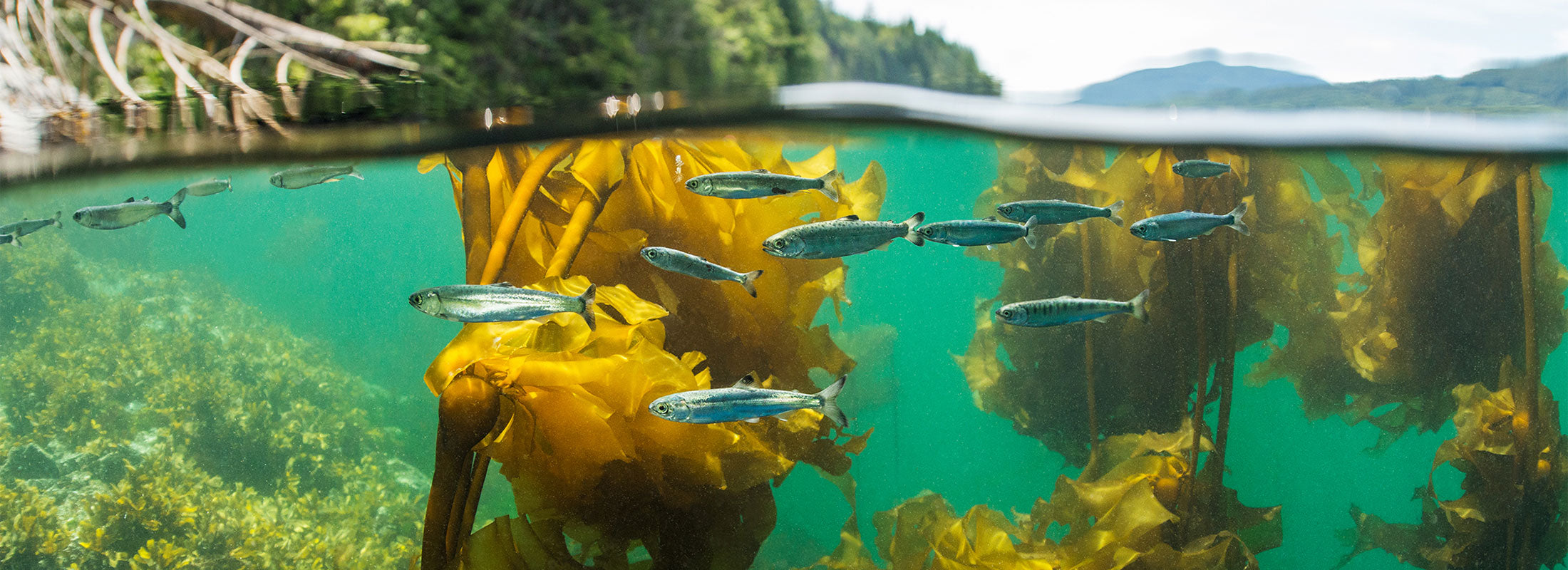 Image shows the waterline, with trees and riverbank, and underwater view of young salmon swimming among kelp